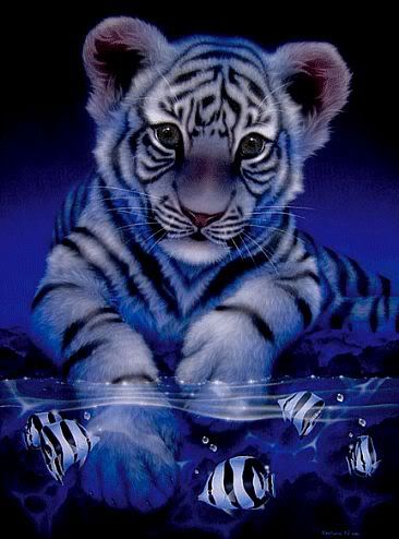 1235_white-baby-tiger.jpg