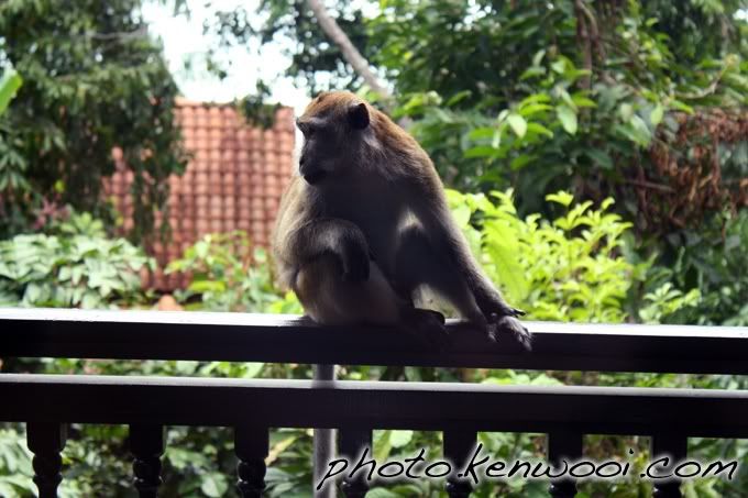 langkawi monkey