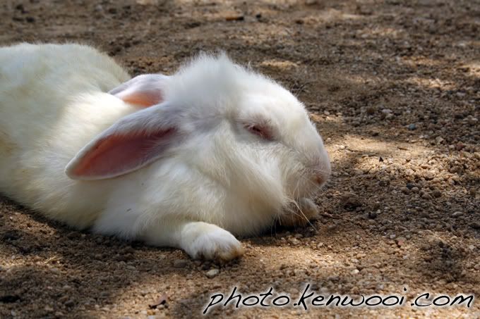 sleepy white rabbit