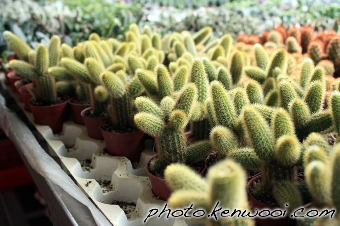 cameron cactus