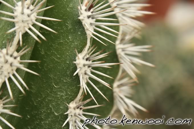 cameron cactus thorn