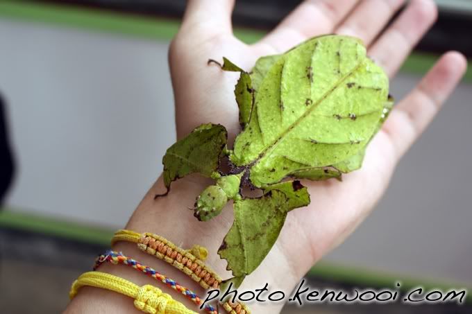 cameron leaf insect
