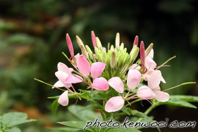 cameron pink plant