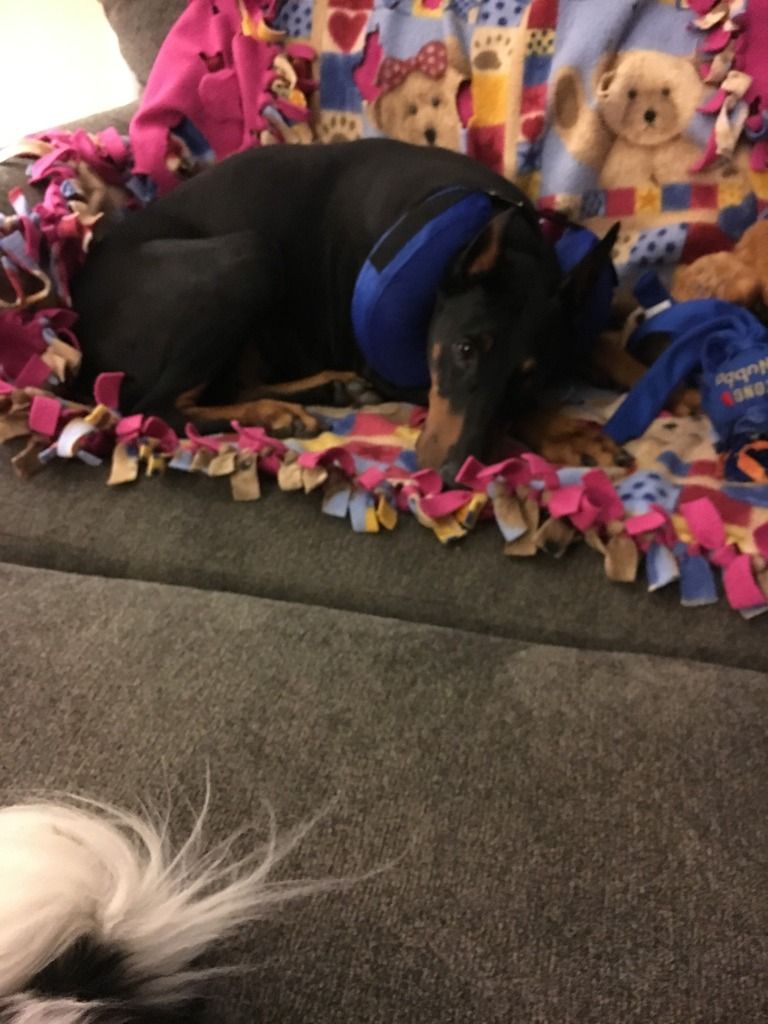 Stomach tacking Doberman Forum Doberman Breed Dog Forums