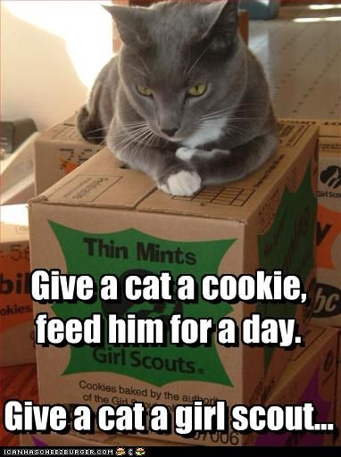 funny-pictures-cat-has-box-of-cookies_zpskpshplrk.jpg