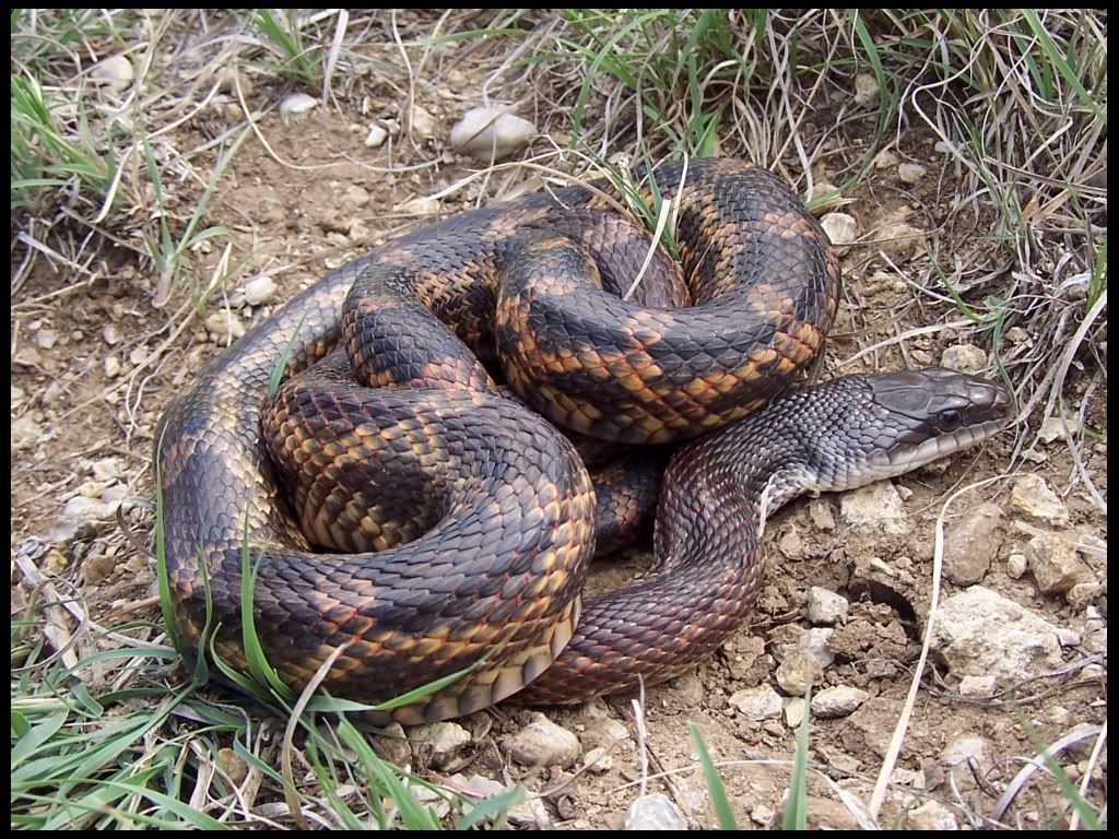 Texas Rat Snake Photo by DFWWeb | Photobucket1024 x 768
